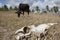 Drought in northeastern brazil