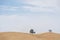 Drought parched field with two lone green trees