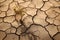 Drought, the problem of the future of the planet, water scarcity, heat, global warming. Effects of climate change such