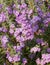 Drought resistant Langman`s sage Leucophyllum langmanae blooming