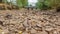 Drought river burst and bridge