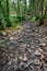 Drought river burst with slate stones