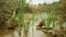 Drought river stream wetland, swamp creek rivulet drying up soil cracked crust earth climate change, surface extreme