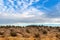 Drought and salt tolerant grass growing at Cape Dombey in Robe,