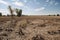 drought-stricken field with dried crops and cracked ground