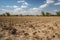 drought-stricken field with dried crops and cracked ground