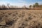 drought-stricken field, with dried crops and dead plants