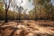 drought-stricken forest with dried out trees and parched ground