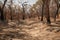 drought-stricken forest with dried out trees and parched ground