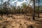 drought-stricken forest with dried out trees and parched ground