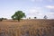 Drought stricken paddock with trees