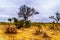 The drought stricken savanna area of northern Kruger National Park