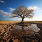 Drought stricken soil bears lone tree, portraying climate changes water shortage impact