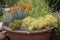 drought-tolerant and native plants in a pot, ready for indoor or outdoor planting