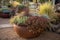 drought-tolerant and native plants in a pot, ready for indoor or outdoor planting