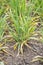 Drought wheat bush. Dried leaves of crops in the agricultural field