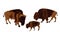 Drove of Bison family vector illustration isolated. Calf bison, animal cub baby. Herd of buffalo symbol.