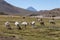 Drove of llamas - Chile