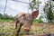 Drove of pigs on a pasture. Litter of piglets in a field