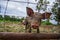 Drove of pigs on a pasture. Litter of piglets in a field