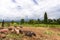 Drove of pigs on a pasture. Litter of piglets in a field