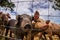 Drove of pigs on a pasture. Litter of piglets in a field