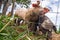 Drove of pigs on a pasture. Litter of piglets in a field