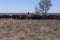 Droving cattle in outback Queensland Australia