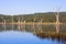 Drowned trees at Tineroo Dam