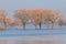 Drowned wintry trees in dutch fore-lands near Welsum