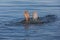 Drowning man reaching for help in sea, closeup