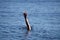 Drowning man Sticking hand out of water