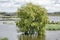 Drowning willow tree