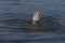 Drowning woman reaching for help in sea, closeup