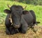 A drowsy bull relaxing in the tropics