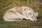 The drowsy lioness at zoo. Beautiful sleeping lioness in natural background. Safari animals.
