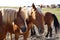 drowsy Palomino horses dozing on the green meadow on the shores of Baltrum Island in the North Sea (Baltrum in Germany)