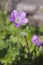 Druce\'s Crane\'s-bill ( Geranium x oxonianum)