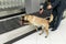 Drug detection labrador dog at the airport searching drugs on the band luggages