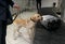 Drug detection labrador dog at the airport searching drugs in the luggages