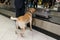 Drug detection labrador dog at the airport searching drugs in the luggages.Horizontal view