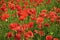 Drug and love intoxication, opium, medicinal. Summer and spring, landscape, poppy seed Remembrance day Anzac Day