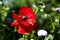 Drug and love. red poppy flower. opium flower. poppy of wartime remembrance. drugs. beauty of spring and summer nature. Poppy