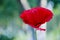 Drugs. beauty of spring and summer nature. symbol of sleep, peace, and death. red poppy flower. opium flower. poppy of wartime