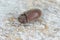 The drugstore beetle Stegobium paniceum, also known as the bread beetle or biscuit beetle