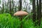 Drum mallet detail close up nature natural composition poisonous