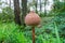 Drum mallet detail close up nature natural composition poisonous