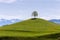 Drumlin hills with a lonely tree under blue sky