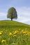 Drumlin hills with trees with spring dandelion pasture