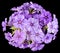 Drummond Phlox purple bouquet